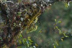 Phlegmariurus cryptomerinus