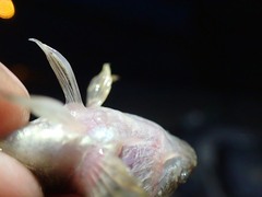 Cottus
