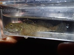 Cottus