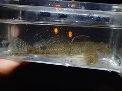 Cottus