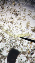 Hydrodictyon reticulatum