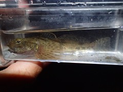 Cottus