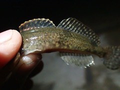 Cottus