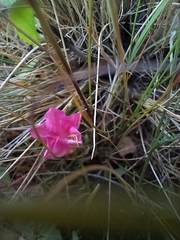 Convolvulus erubescens