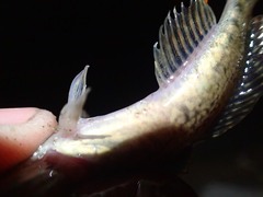 Cottus