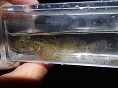 Cottus