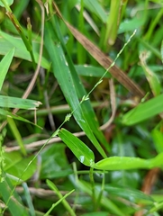 Ottochloa nodosa