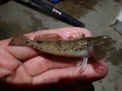 Cottus