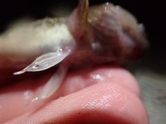 Cottus