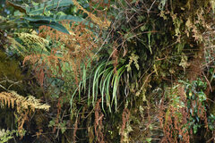 Haplopteris flexuosa