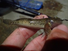 Cottus