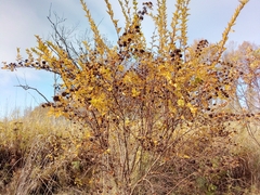 Physocarpus capitatus