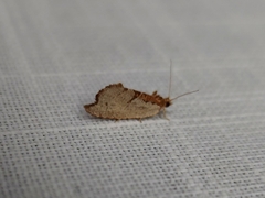 Glyphidoptera polymita