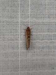 Glyphidoptera polymita