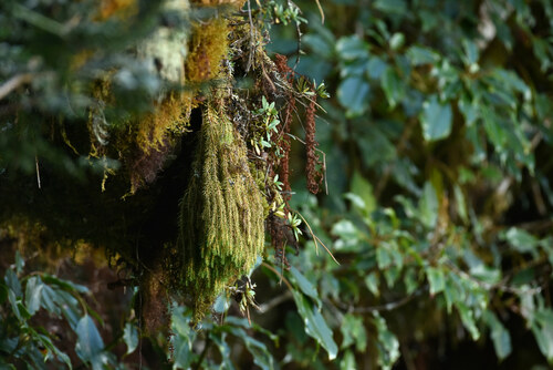 Phlegmariurus cryptomerianus