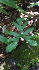 Anaphyllopsis americana