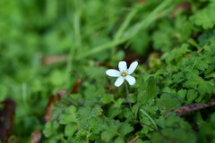 Ellisiophyllum pinnatum