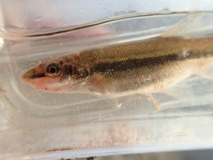 Rhinichthys cataractae