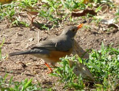 Turdus libonyana