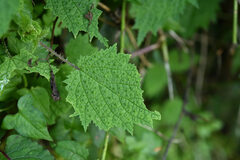 Urtica thunbergiana