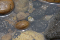 Austrocochlea constricta