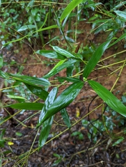 Phyllostachys makinoi