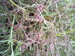 Gonocarpus tetragynus