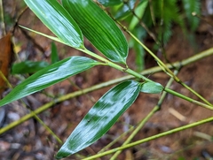 Phyllostachys makinoi