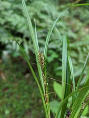 Carex breviscapa
