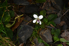 Viola adenothrix