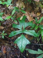 Anaphyllopsis americana