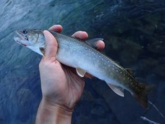 Salvelinus confluentus