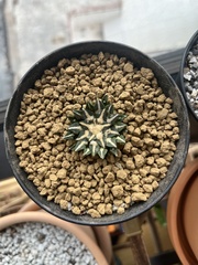 Ariocarpus kotschoubeyanus
