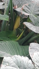 Xanthosoma robustum