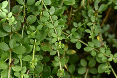 Galium formosense