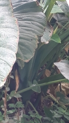 Xanthosoma robustum