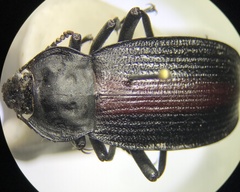 Eleodes suturalis