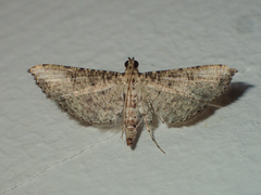 Massepha