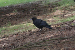 Corvus tasmanicus
