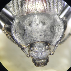 Eleodes suturalis