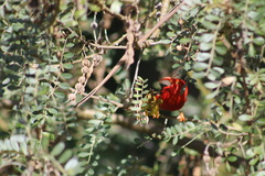 Drepanis coccinea