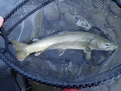 Salvelinus confluentus