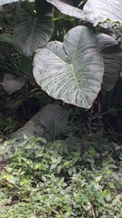Xanthosoma robustum