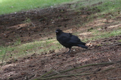 Corvus tasmanicus