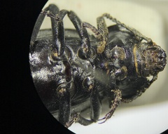 Eleodes suturalis