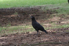 Corvus tasmanicus