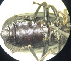 Eleodes suturalis