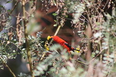 Drepanis coccinea