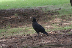 Corvus tasmanicus