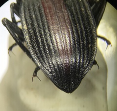 Eleodes suturalis